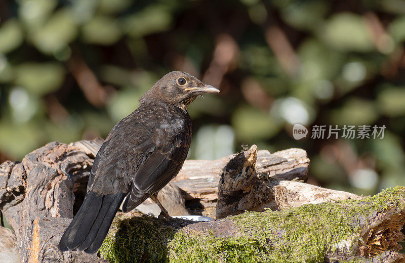 栖息在树枝上的黑鸟(Turdus merula)